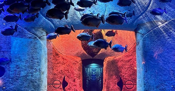 Explore DubaiâS Lost Chambers Aquarium: Tickets For One, Two, Or Four Dubai - Image 8
